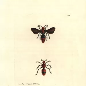 Scarlet mutilla wasp, Mutilla coccinea