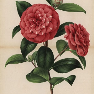 Scarlet and white striped camellia, Thea japonica