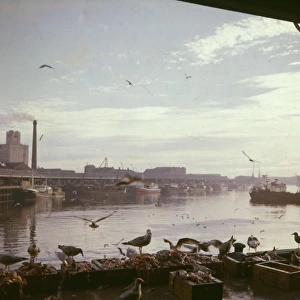 Scene in the harbour with fish and gulls, Aberdeen, Scotland