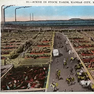 Scene in a stock Yard - Kansas City, Missouri