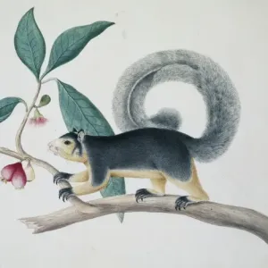 Long-tailed squirrel print, Sydney Parkinson, 1767 Long-tailed squirrel print, Sydney Parkinson, 1767