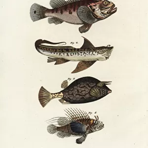 Scorpion fish, rat fish, cowfish and firefish
