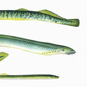 Sea Lamprey, Lampern, and Silver Lamprey