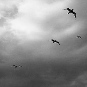 Seagulls flying away from stormy conditions Off Aran, Scotla