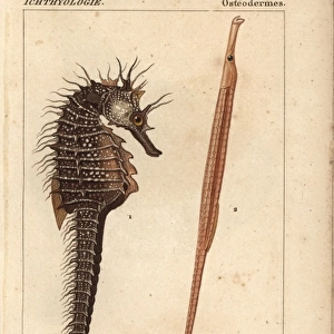 Seahorse, Hippocampus, and greater pipefish
