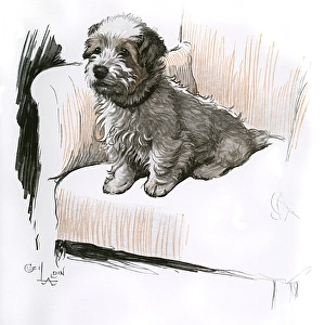 Sealyham terrier sitting in an armchair
