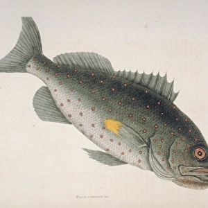 Sebastes sp. rockfish