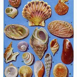 Circa 1920s British Shells Print Circa 1920s British Shells Print