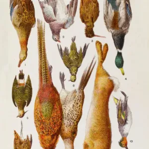 Woodland Game Birds Print Woodland Game Birds Print