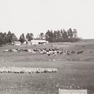 Sheep farm, Argentina