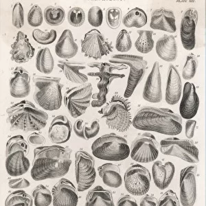 Shells and Bivalves