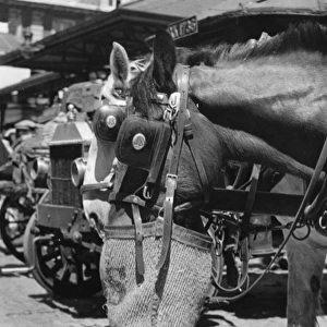 Shire Horse / Nosebag / 1940