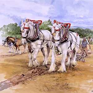 Horse Acrylic Blox Collection: Shire