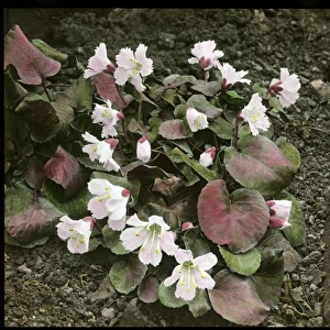 Shortia Uniflora (Nippon Bells)
