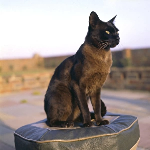 Siamese cat sitting on a stool