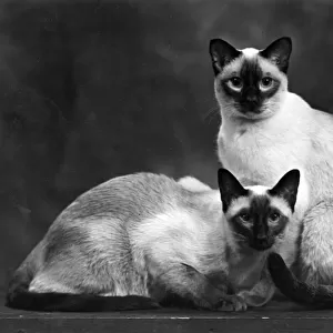 TWO SIAMESE CATS 1949
