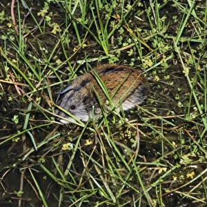 Siberian Lemming - adult crosses a puddle (Lemmings