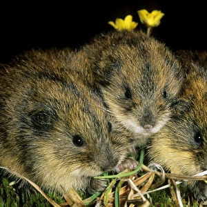 Siberian Lemmings - Three young nibble grass