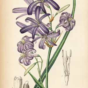 Siberian lily or lavender mountain lily, Ixiolirion