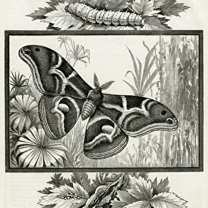 The silkworm moth of India