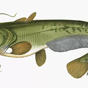 Silurus glanis, or Wels Catfish, also known as Sheatfish
