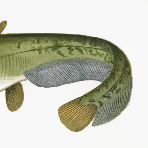 S Collection: Sheatfish