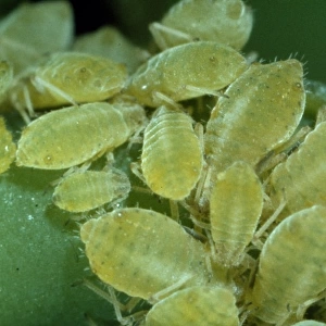 Sipha glyceriae, aphids