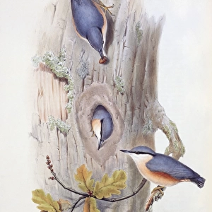 Nuthatches Framed Print Collection: Eurasian Nuthatch