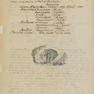 Elephantidae Related