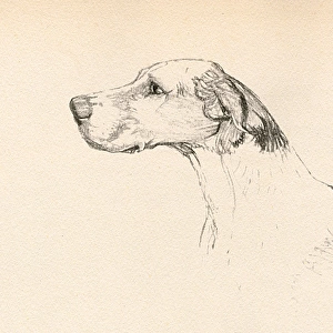 Sketch of a hounds head in profile