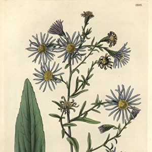 Smooth-leaved michaelmas daisy, Aster laevigatus
