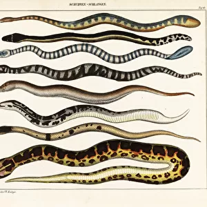 Vespertilionidae Metal Print Collection: Bicolor