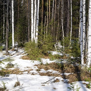 Snow melts in mixed taiga forest