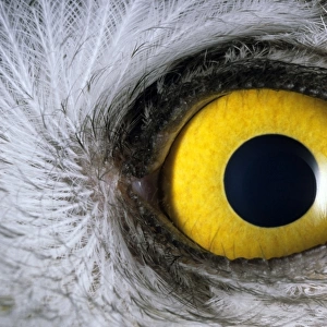 Snowy Owl - Eye - juvenile - a fledgling