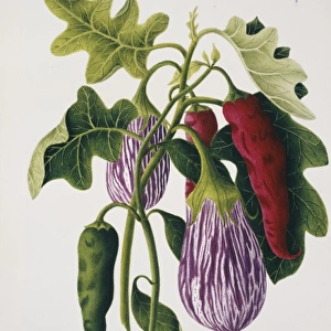 Solanum melongena, eggplant and Capsicum sp. chilli