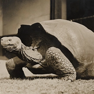 Sopa, giant tortoise, 1933