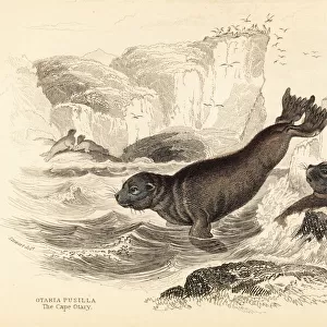 South African fur seal, Arctocephalus pusillus pusillus