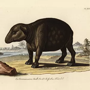 South American or Brazilian tapir, Tapirus