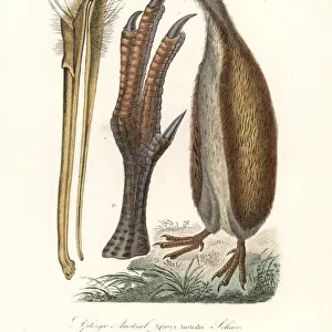 Southern brown kiwi or tokoeka, Apteryx australis