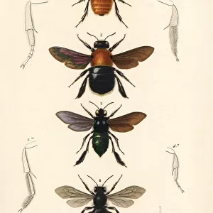 Species of bumblebees