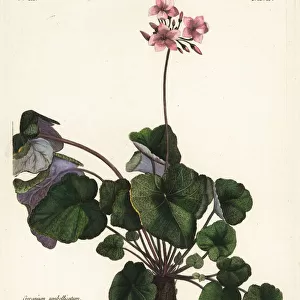Species of geranium, Geranium umbellicatum