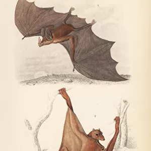 Spectral bat, Vampyrum spectrum, and Sunda