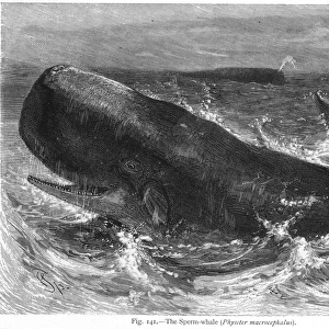 Sperm Whale at Sea