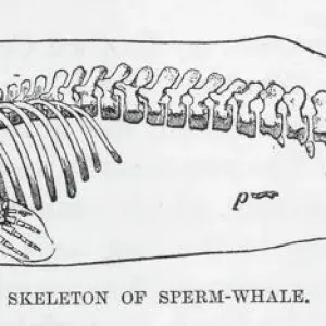Sperm Whale Skeleton Print Sperm Whale Skeleton Print