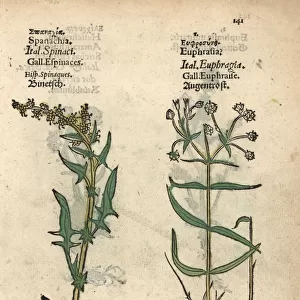 Spinach, Spinachia oleracea, and eyebright