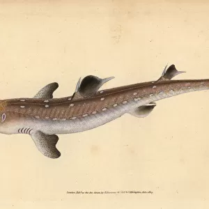 Spiny dogfish, Squalus acanthias. Vulnerable