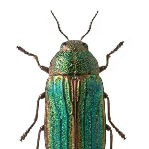 Splendour beetle
