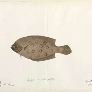 Spotted sole illustration
