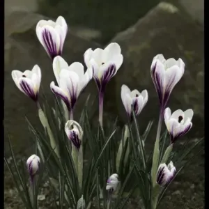 Crocus Versicolor Crocus Versicolor