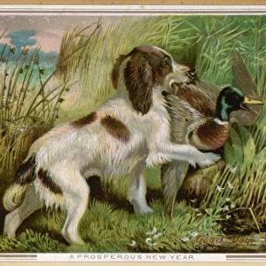 Springer Spaniel Card